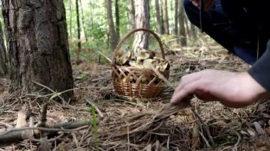 Adam 4K VIDEO 'daki sonbahar ormanında sepet mantarı topluyor. İnsan elinin yakın çekimi bıçakla leziz bir Boletus mahsulünü kesti. Sağlıklı lezzetli organik yiyecekler, BIO virüsleri, doğa konseptine geri dönüş..