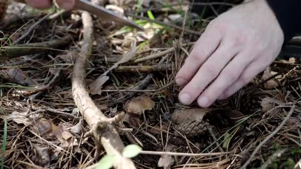 Mann Sammelt Steinpilze Herbstlichen Wald Video Großaufnahme Schnitten Menschenhände Mit — Stockvideo