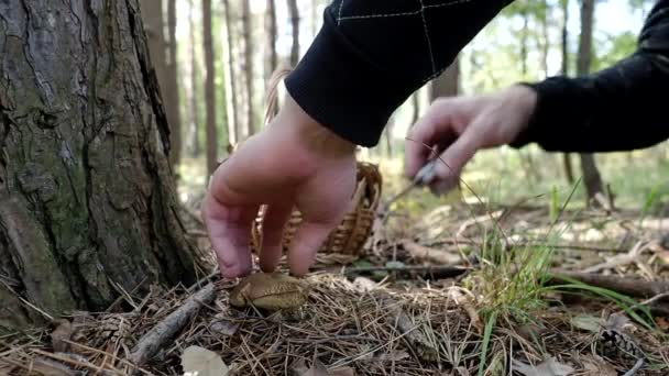 人类正在4K Video的秋天森林里采摘香菇 在人类的密切合作下 用刀割下了一季美味的Boletus 健康美味的有机食品 生物安全倡议 回到大自然的概念 — 图库视频影像