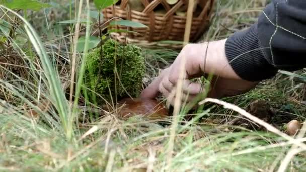Adam Video Daki Sonbahar Ormanında Sepet Mantarı Topluyor Nsan Elinin — Stok video