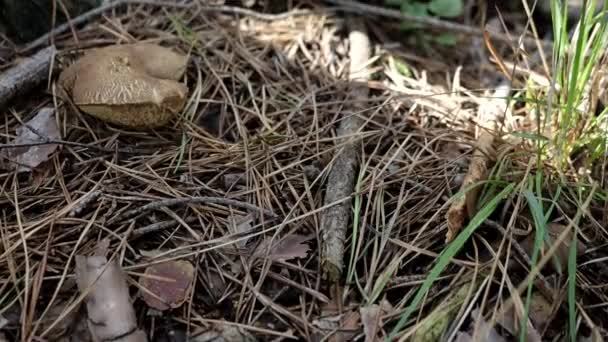 キノコBoletusと4Kビデオで地面に木製のウィッカーバスケット 秋のキノコは森の中で収穫されます 健康的なおいしい有機食品 Bioのブドウ 自然コンセプトに戻る — ストック動画