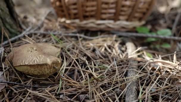 Steinpilze Und Weidenkorb Aus Holz Auf Dem Boden Video Herbst — Stockvideo