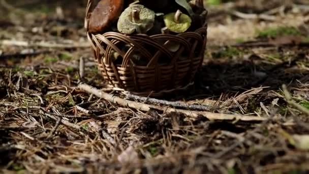 Μανιτάρι Boletus Και Ξύλινο Ψάθινο Καλάθι Στο Έδαφος Video Μανιτάρια — Αρχείο Βίντεο