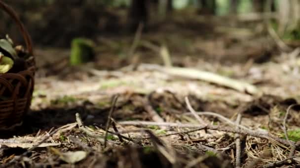 Mantar Mantarı Tahta Hasır Sepeti Video Yerde Ormanda Toplanan Sonbahar — Stok video