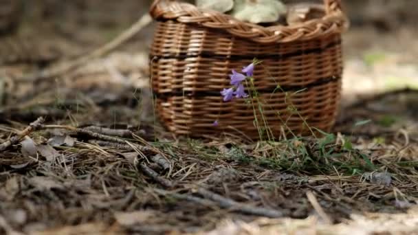 Gomba Boletus Fonott Kosár Földön Video Őszi Cep Gomba Betakarított — Stock videók