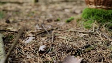 4K VIDEO 'da tahta sepetin içinde mantar mantarı. Ormanda toplanan sonbahar sepet mantarları. Sağlıklı lezzetli organik yiyecekler, BIO viands, doğaya dönüş konsepti..