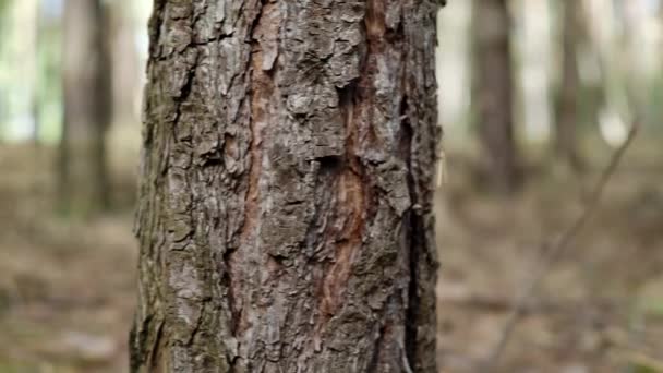 Steinpilze Hölzernen Weidenkorb Auf Baumstumpf Video Herbst Steinpilze Wald Geerntet — Stockvideo