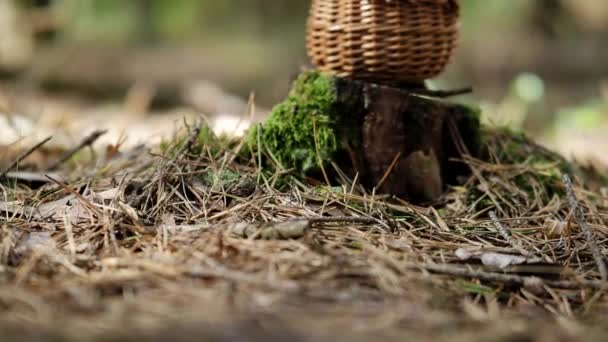在4K Video的树桩上的木制柳条篮中的蘑菇Boletus 秋天在森林里收获的香菇 健康美味的有机食品 Bio葡萄 回到大自然的概念 — 图库视频影像