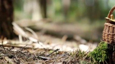 4K VIDEO 'da tahta sepetin içinde mantar mantarı. Ormanda toplanan sonbahar sepet mantarları. Sağlıklı lezzetli organik yiyecekler, BIO viands, doğaya dönüş konsepti..