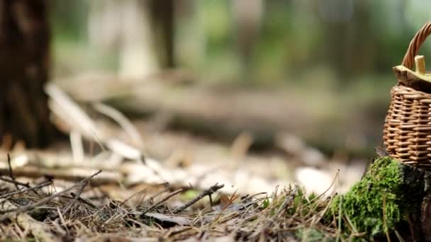 Гриб Болетус Дерев Яному Віконному Кошику Палиці Video Осінній Цвях — стокове відео