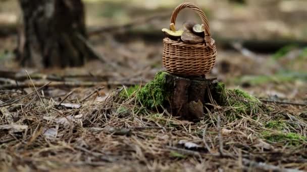 Gomba Boletus Fából Készült Fonott Kosárban Csonkon Video Ban Őszi — Stock videók