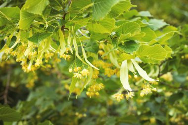 Küçük yapraklı Linden ağacı (Tilia Cordata) çiçekleri. Bitkisel şifa çayı hazırlamak için kullanılan sarı çiçeklerle kaplı bir dal. Doğal arka plan. Doğaya dönüş kavramı.