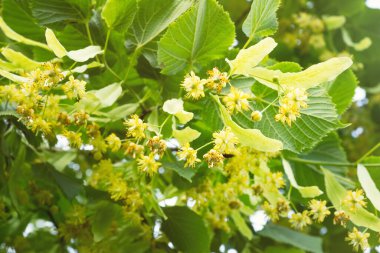 Küçük yapraklı Linden ağacı (Tilia Cordata) çiçekleri. Bitkisel şifa çayı hazırlamak için kullanılan sarı çiçeklerle kaplı bir dal. Doğal arka plan. Doğaya dönüş kavramı.