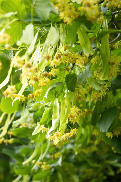Blooming Flowers Small Leaved Linden Tree Tilia Cordata Branch Covered — Stock Photo, Image