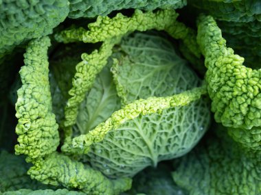 Taze olgunlaşmış savoy lahanası (Brassica oleracea sabauda) ve ev yapımı bahçede birçok yaprak yetişiyor. Yakın plan. Organik tarım, sağlıklı yiyecekler, BIO videoları, doğa konseptine dönüş..