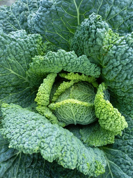 Fresh Ripe Head Savoy Cabbage Brassica Oleracea Sabauda Lots Leaves — Stock Photo, Image