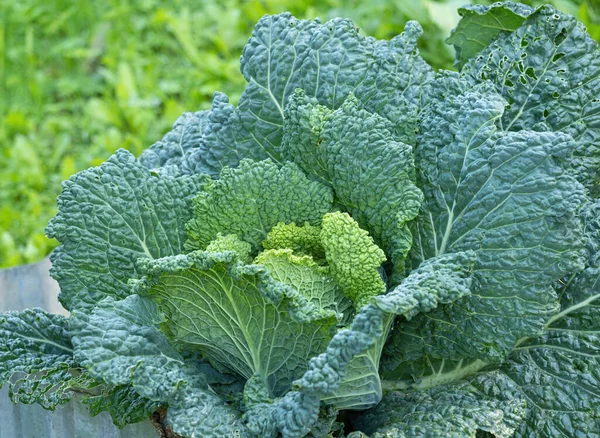 Fresh Ripe Head Savoy Cabbage Brassica Oleracea Sabauda Lots Leaves — Stock Photo, Image