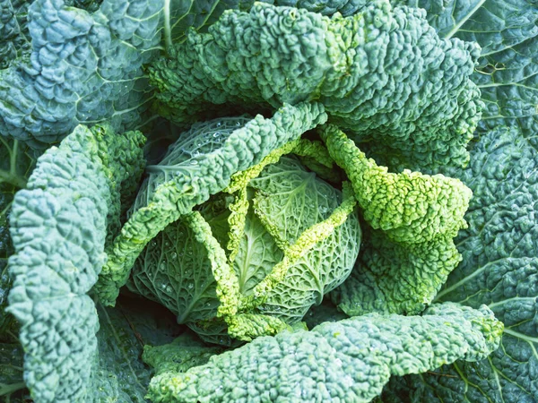 Fresh Ripe Head Savoy Cabbage Brassica Oleracea Sabauda Lots Leaves — Stock Photo, Image