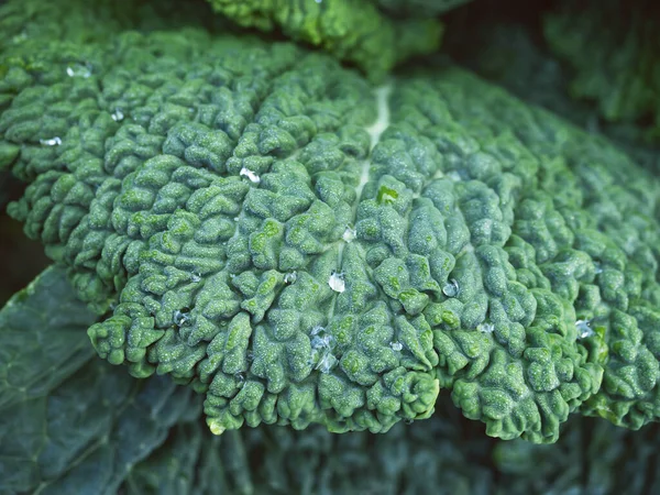 Detail Fresh Ripe Leaf Savoy Cabbage Brassica Oleracea Sabauda Drops — Stock Photo, Image