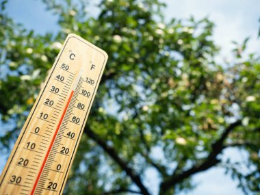 Elma ağacının arka planında güneşli bir günde yüksek sıcaklığı 36 derecenin üzerinde gösteren kırmızı ölçüm sıvısı olan ahşap termometre. Sıcak hava dalgası kavramı, küresel ısınma, iklim.