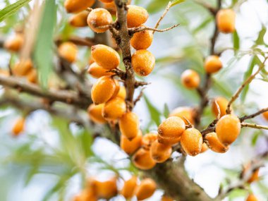 Bahçede yetişen olgun deniz Buckthorn meyveleri (Hippophae rhamnoides). Bir sürü taze turuncu deniz ürünü. Yakın plan. Organik tarım, sağlıklı yiyecekler, BIO videoları, doğa konseptine dönüş..