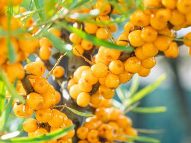 Bahçede yetişen olgun deniz Buckthorn meyveleri (Hippophae rhamnoides). Bir sürü taze turuncu deniz ürünü. Yakın plan. Organik tarım, sağlıklı yiyecekler, BIO videoları, doğa konseptine dönüş..