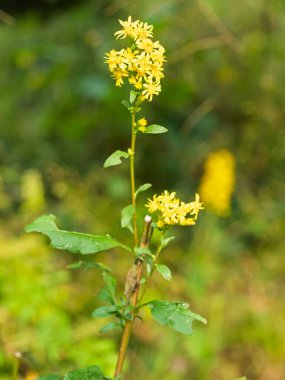 Bir çayırda açan sarı Avrupa altın sarısı çiçekleri (Solidago virgaurea). Yakın plan. Bitki böbreklerin ve idrar yollarının tedavisinde kullanılır..