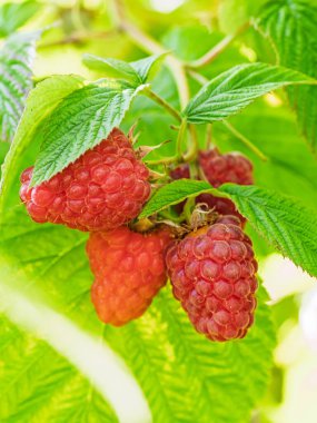 Bahçedeki taze kırmızı ahududular, doğal yiyecekler. Bir grup olgun ahududu meyvesi, Rubus Idaeus, bir çiftlikte yeşil yapraklarla dallanmış. Yakın plan, bulanık arkaplan.