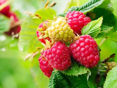 Bahçedeki taze kırmızı ve yeşil ahududular, doğal yiyecekler. Bir sürü olgun ve olgunlaşmamış ahududu meyvesi Rubus Idaeus bir çiftlikte yapraklarla dalda. Yakın plan, bulanık arkaplan.