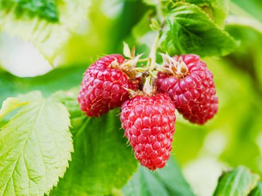 Bahçedeki taze kırmızı ahududular, doğal yiyecekler. Bir grup olgun ahududu meyvesi, Rubus Idaeus, bir çiftlikte yeşil yapraklarla dallanmış. Yakın plan, bulanık arkaplan.