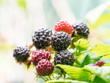 Bahçede yetişen bir grup olgun siyah ahududu (Rubus occidentalis L). Yeşil yapraklı taze meyvelerin ayrıntıları. Organik tarım, sağlıklı yiyecekler, BIO videoları, doğa konseptine dönüş..