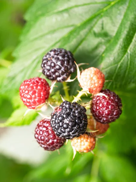 Bahçede yetişen bir grup olgun siyah ahududu (Rubus occidentalis L). Yeşil yapraklı taze meyvelerin ayrıntıları. Organik tarım, sağlıklı yiyecekler, BIO videoları, doğa konseptine dönüş..