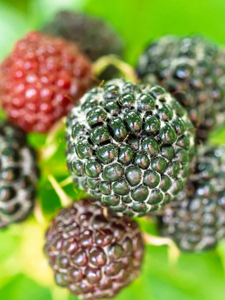 Olgun siyah ahududu (Rubus oksidentalis L.) tohumlarını gösteriyor. Taze meyve dokusunun detaylı yüzey makro görüntüsü. Organik tarım, sağlıklı yiyecekler, BIO videoları, doğa konseptine dönüş..