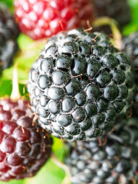 Olgun siyah ahududu (Rubus oksidentalis L.) tohumlarını gösteriyor. Taze meyve dokusunun detaylı yüzey makro görüntüsü. Organik tarım, sağlıklı yiyecekler, BIO videoları, doğa konseptine dönüş..