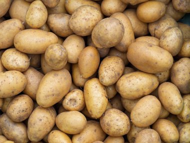 Yeni toplanmış patates yığını, Solanum tuberosum. Tam kare. Ev yapımı bahçede patates kökü topluyorum. Organik tarım, sağlıklı yiyecekler, BIO videoları, doğa konseptine dönüş..