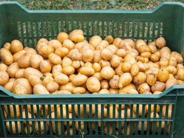 Yeni toplanmış patates yığını, çimlerin üzerinde plastik kutuda Solanum tüberosum. Ev yapımı bahçede patates kökü topluyorum. Organik tarım, sağlıklı yiyecekler, BIO videoları, doğa konseptine dönüş..