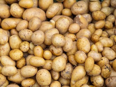 Yeni toplanmış patates yığını, Solanum tuberosum. Tam kare. Ev yapımı bahçede patates kökü topluyorum. Organik tarım, sağlıklı yiyecekler, BIO videoları, doğa konseptine dönüş..