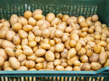 Yeni toplanmış patates yığını, çimlerin üzerinde plastik kutuda Solanum tüberosum. Ev yapımı bahçede patates kökü topluyorum. Organik tarım, sağlıklı yiyecekler, BIO videoları, doğa konseptine dönüş..