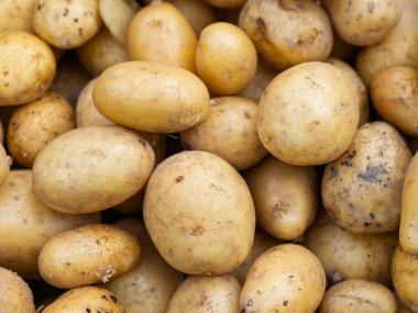 Yeni toplanmış patates yığını, Solanum tuberosum. Tam kare. Ev yapımı bahçede patates kökü topluyorum. Organik tarım, sağlıklı yiyecekler, BIO videoları, doğa konseptine dönüş..