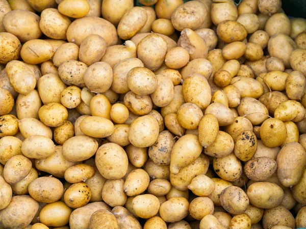 Yeni toplanmış patates yığını, Solanum tuberosum. Tam kare. Ev yapımı bahçede patates kökü topluyorum. Organik tarım, sağlıklı yiyecekler, BIO videoları, doğa konseptine dönüş..