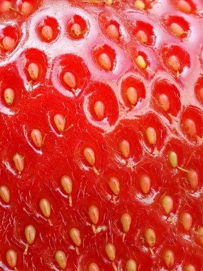 Tohumları ve kırmızı meyve dokusunu gösteren olgun çilek (Fragaria ananassa) yüzeyinin makro ayrıntıları. Yüksek detay içeren doğal gıda geçmişi.