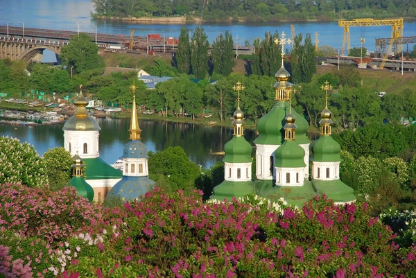 Leylak çiçeği. Kiev, Botanik Bahçesi