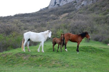Dağ otlağındaki atlar
