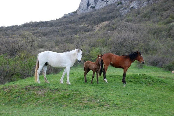 Horses on a mountain pasture — Stock Photo, Image