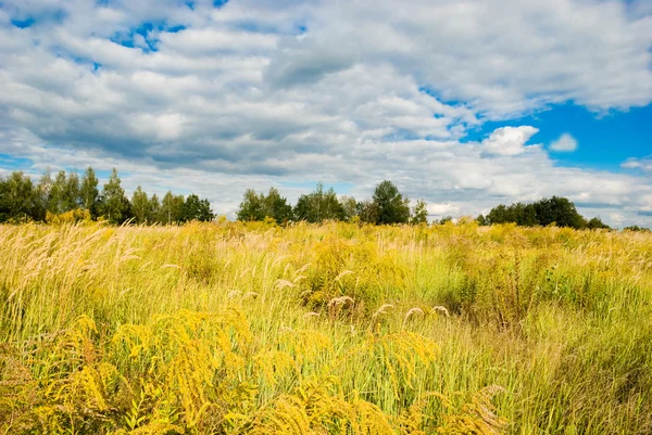 Yellow field — Stock Photo, Image