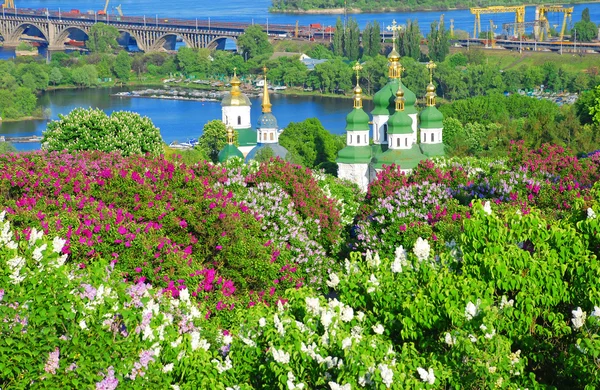 Ljuslila blommor. Kiev. botaniska trädgården — Stockfoto