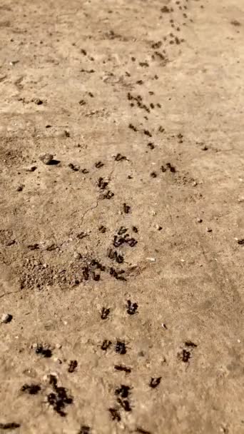 개미들은 다닌다 — 비디오