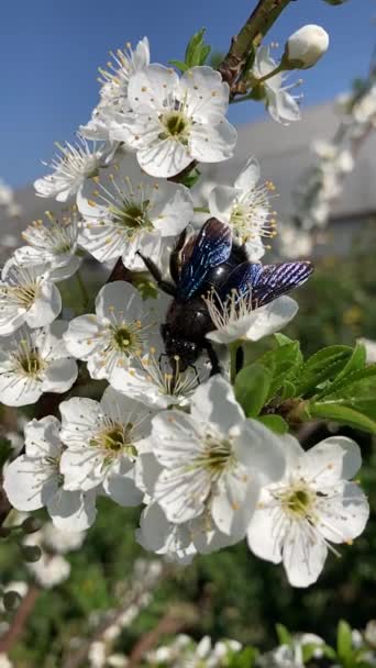 Μαύρη Μέλισσα Που Παίρνει Γύρη Από Λευκά Λουλούδια Αργή Κίνηση — Αρχείο Βίντεο
