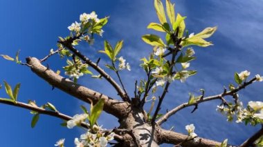 Mavi gökyüzünde çiçek açan ağacın zaman aşımı 2 _