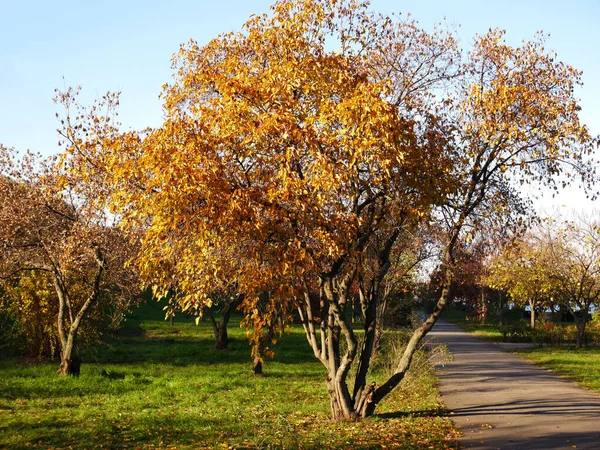 Sonbahar renklerinde doğa ve şehir.